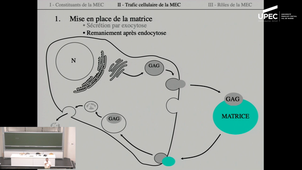 Biologie Cellulaire - Cours 11. Chap 3. II - Le traffic des molécules matricielles (et des autres). III - Rôles de la MEC.