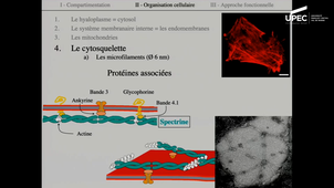 Biologie Cellulaire - Cours 8. Chap 2. II - L'organisation cellulaire (suite). Cytosquelette (suite)